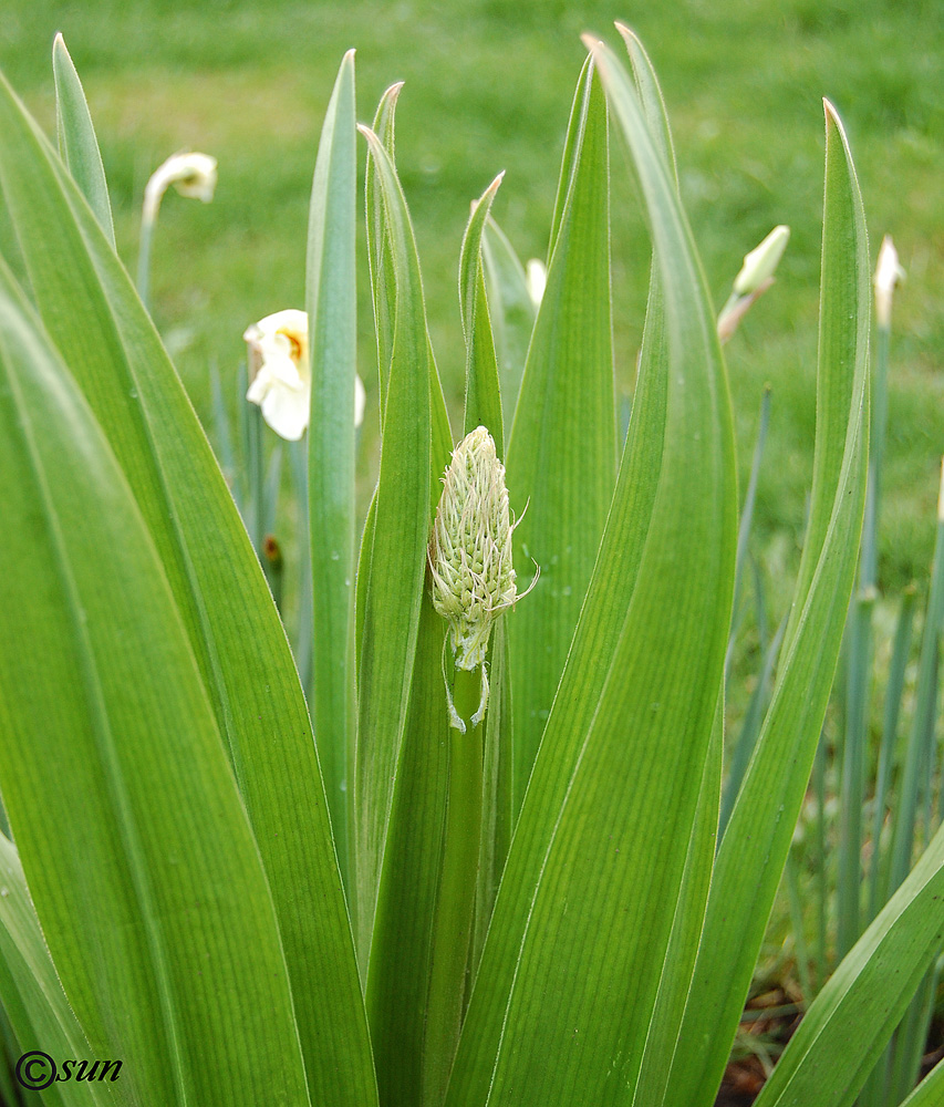 Изображение особи Eremurus robustus.