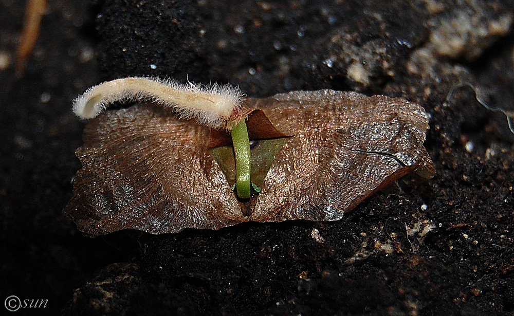 Image of Campsis radicans specimen.