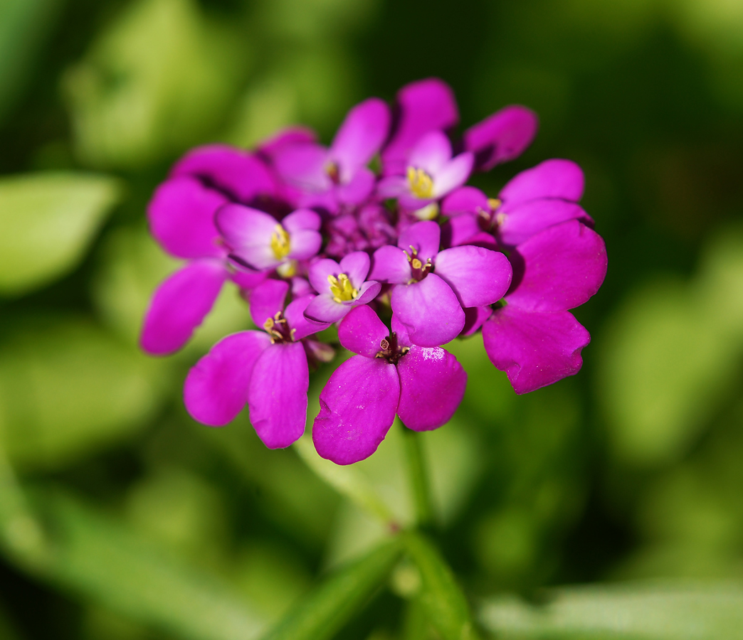 Image of Iberis umbellata specimen.