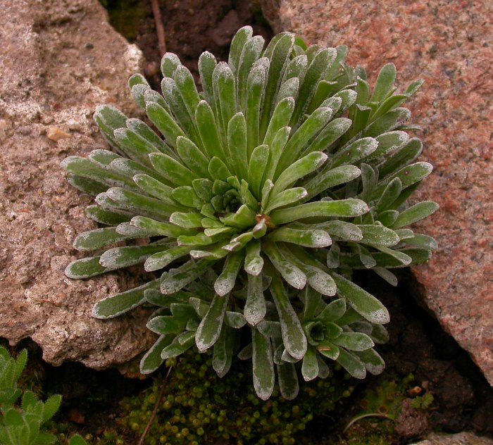 Image of Saxifraga longifolia specimen.