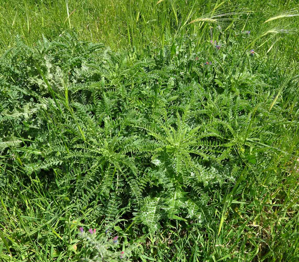 Image of Astragalus macrocarpus specimen.