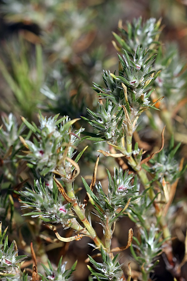 Изображение особи Polygonum paronychioides.