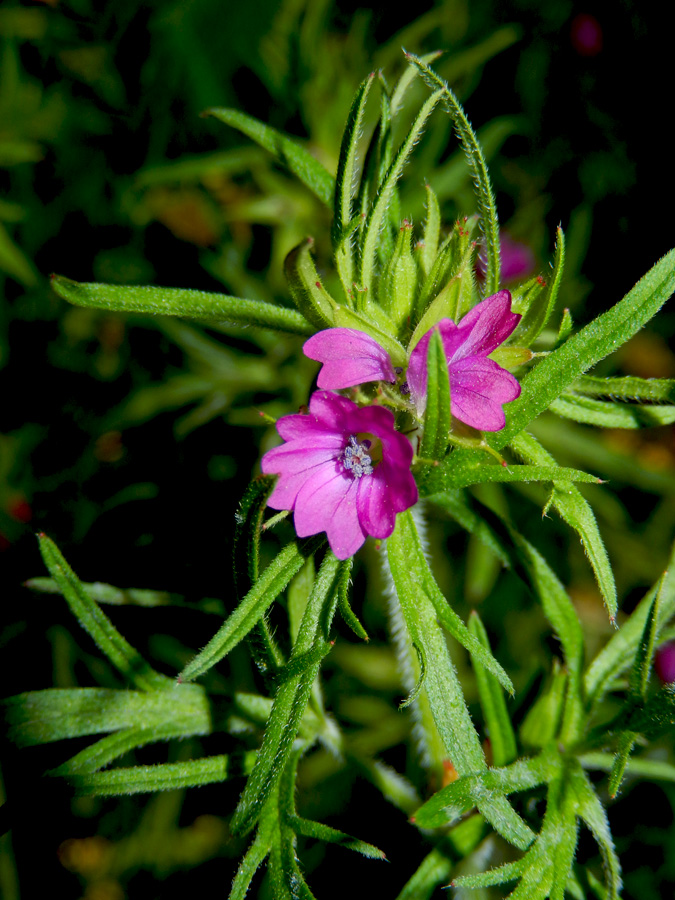 Изображение особи Geranium dissectum.