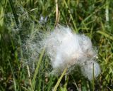 Eriophorum angustifolium. Соплодие. Восточно-Казахстанская обл., г. Риддер, окр. Малоульбинского вдхр., заболоченный луг. 29.07.2008.