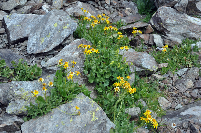 Изображение особи Senecio taraxacifolius.