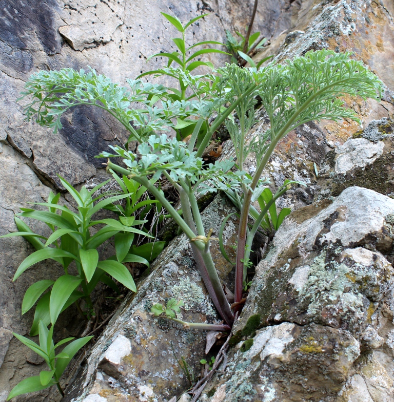 Image of Dorema hyrcanum specimen.