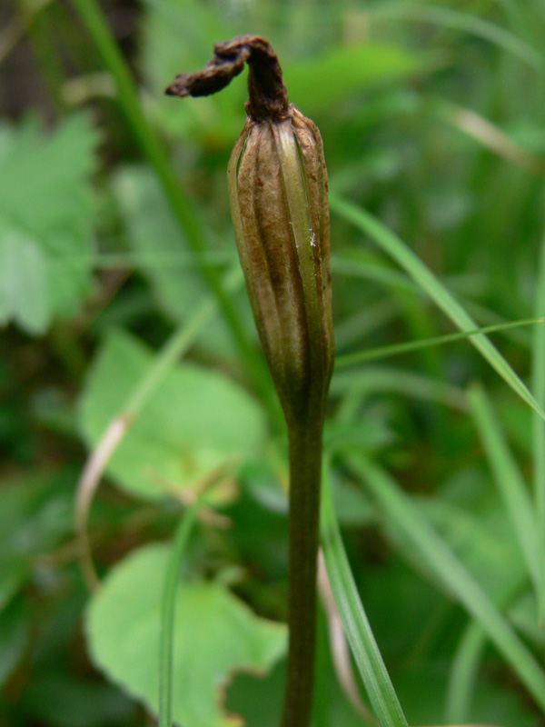 Image of Calypso bulbosa specimen.