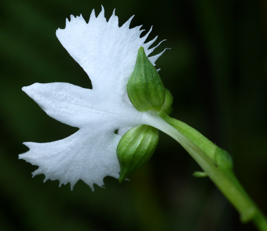 Image of Habenaria radiata specimen.