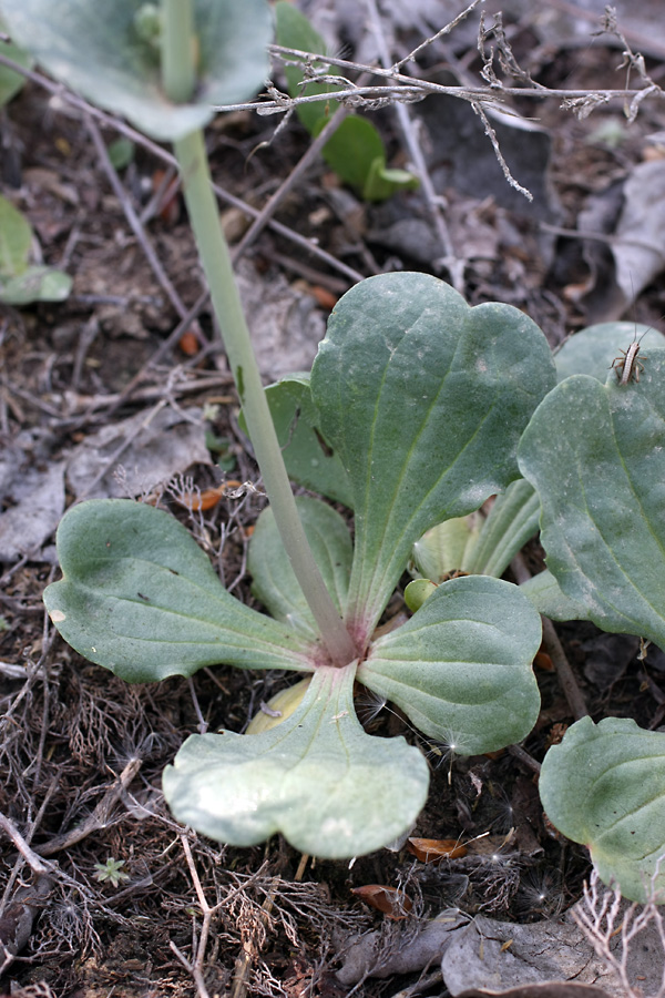 Image of Limonium reniforme specimen.