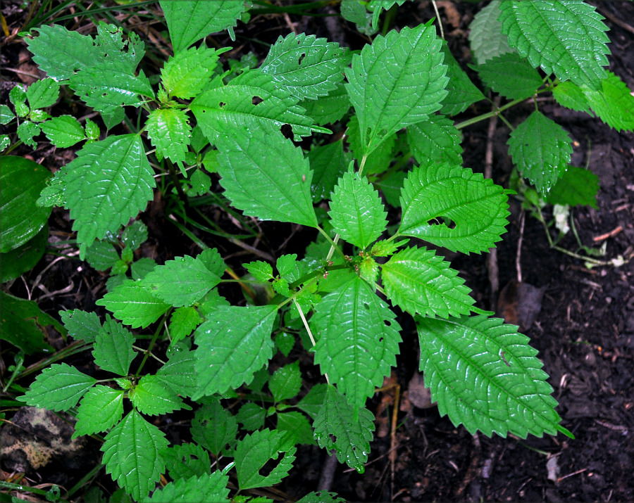 Image of Pilea mongolica specimen.