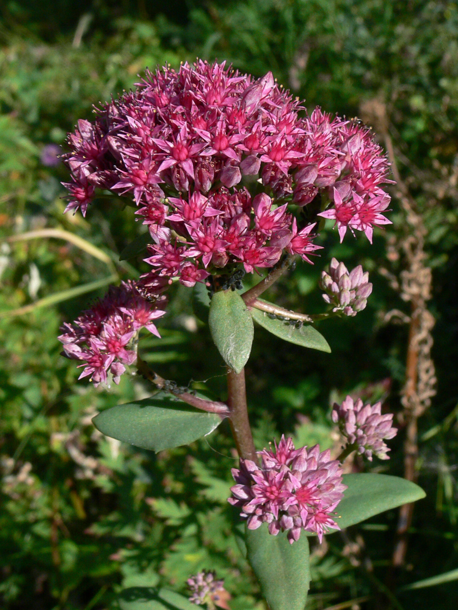 Изображение особи Hylotelephium triphyllum.