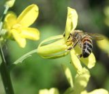 Brassica oleracea разновидность capitata. Цветок с фуражирующей пчелой медоносной (Apis mellifera L.). Восточный Казахстан, Уланский р-н, с. Украинка, дачный участок. 06.06.2007.