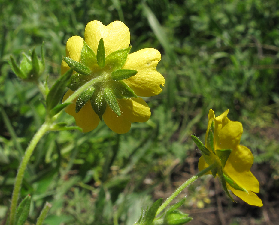 Image of Potentilla caucasica specimen.