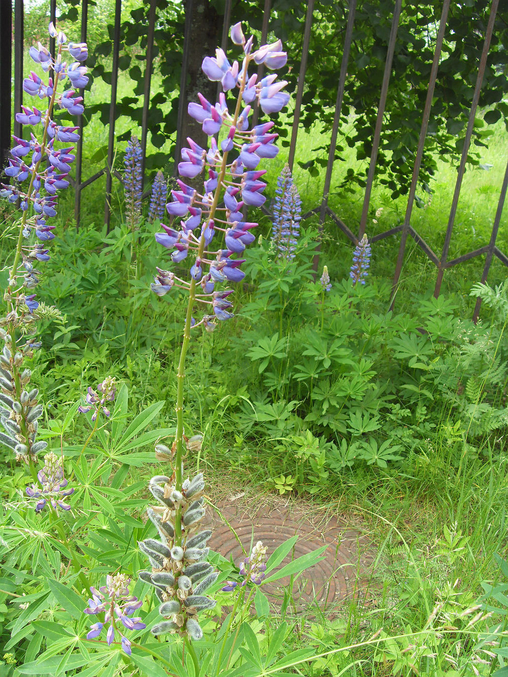 Image of Lupinus polyphyllus specimen.