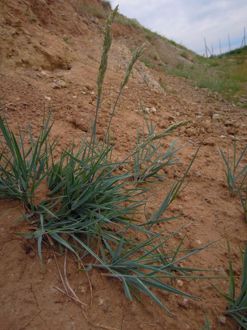 Image of genus Leymus specimen.