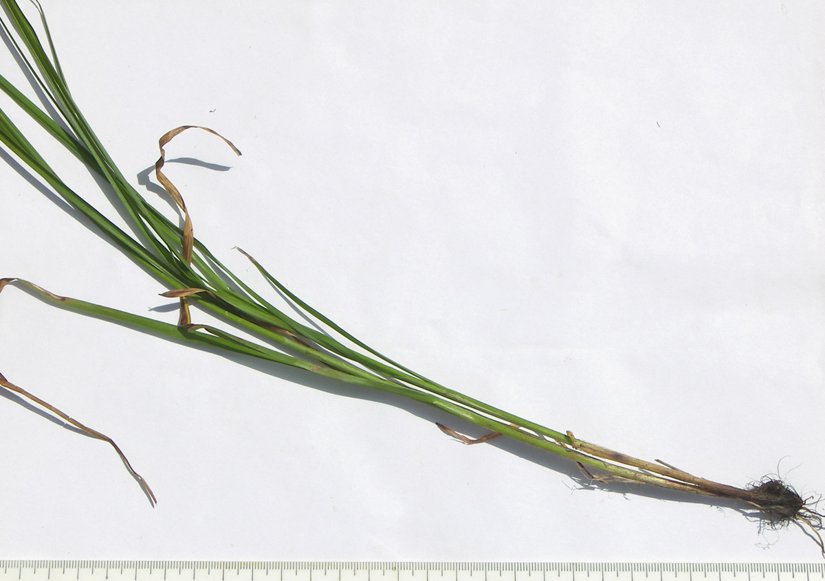 Image of genus Carex specimen.