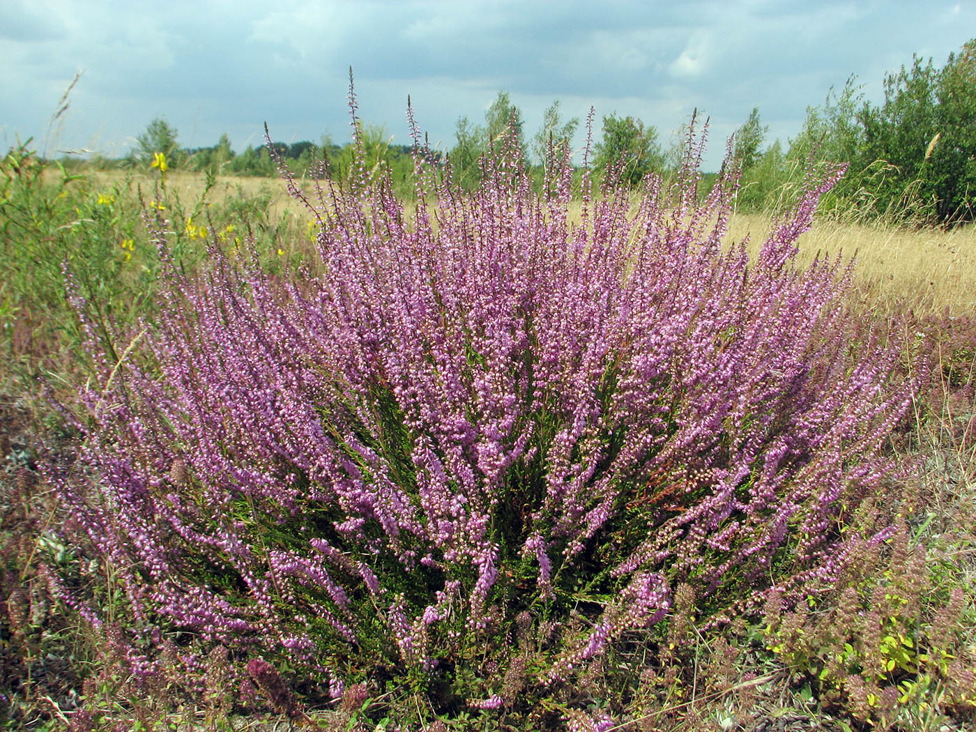 Image of Calluna vulgaris specimen.