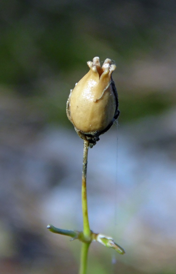 Image of Silene saxatilis specimen.