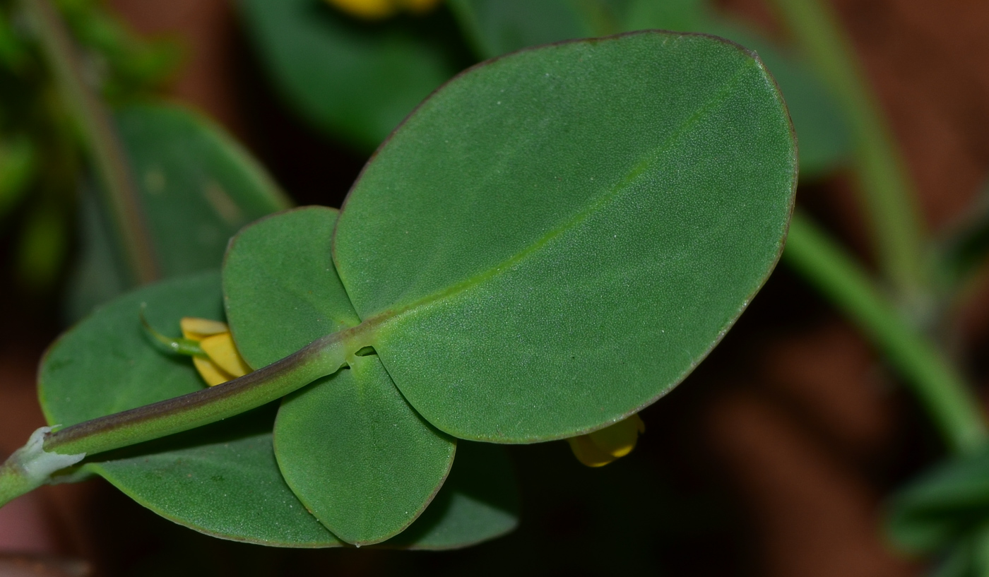 Изображение особи Coronilla scorpioides.