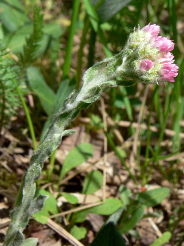 Image of Antennaria dioica specimen.