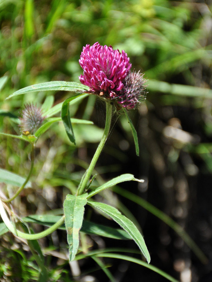 Изображение особи Trifolium alpestre.