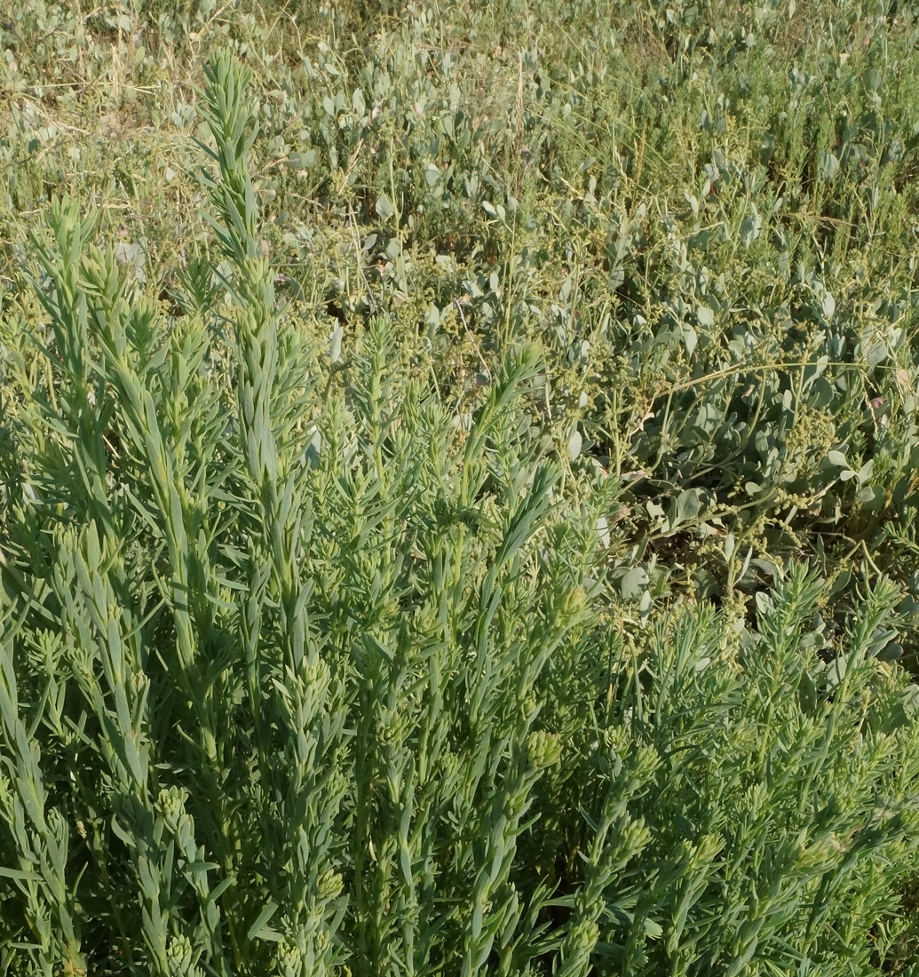 Image of Suaeda linifolia specimen.