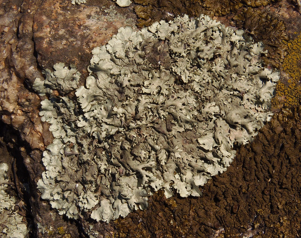 Image of familia Parmeliaceae specimen.