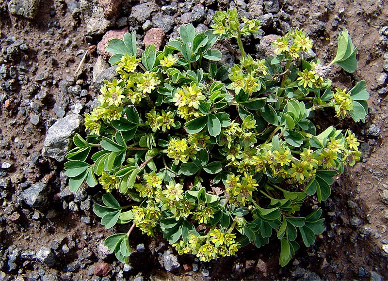 Image of Sibbaldia semiglabra specimen.