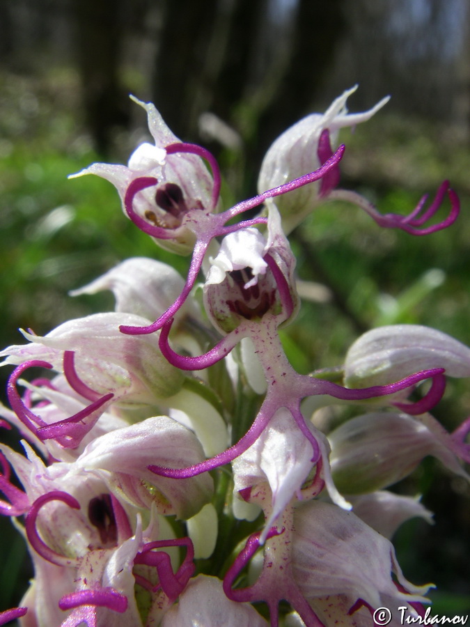 Image of Orchis simia specimen.