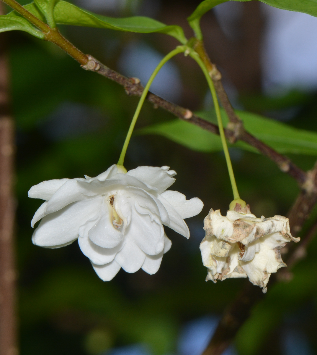 Image of Wrightia religiosa specimen.