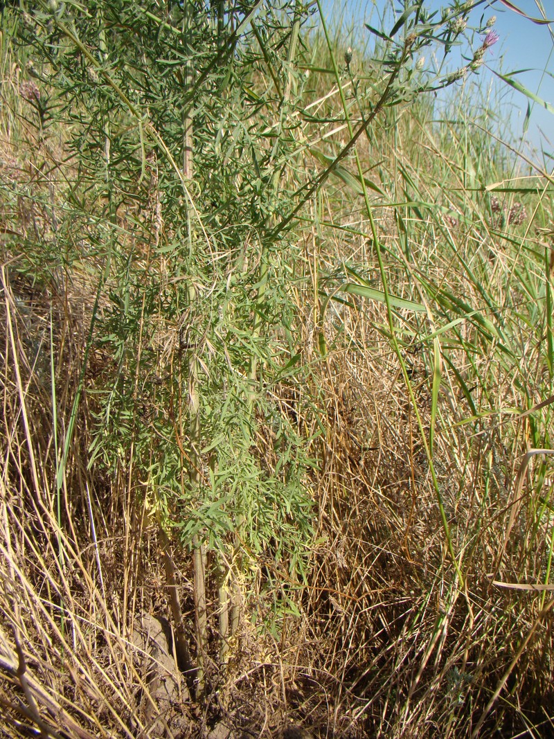 Image of Centaurea diffusa specimen.