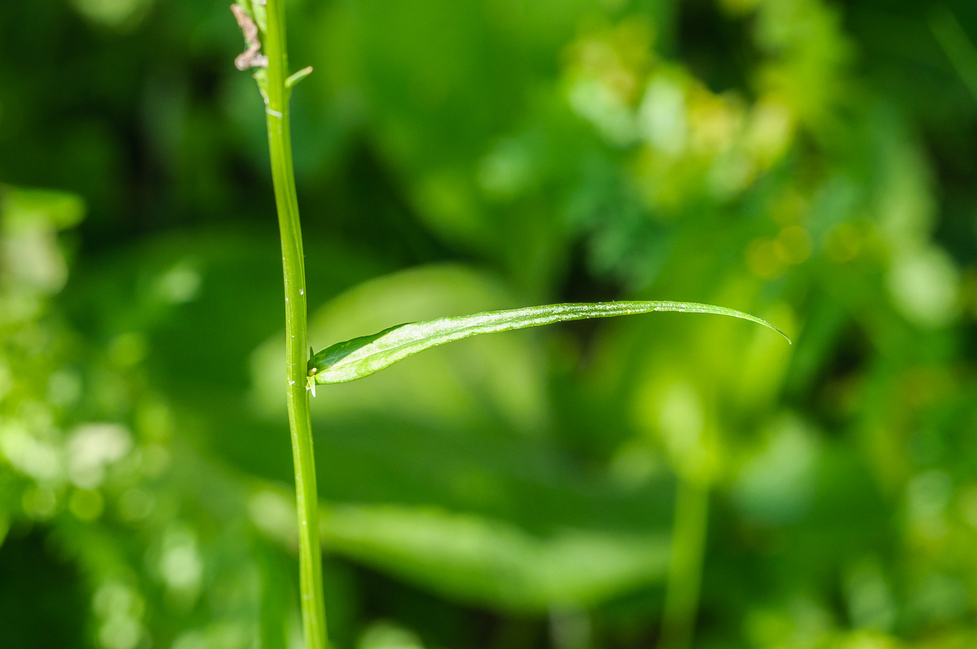 Image of Campanula persicifolia specimen.