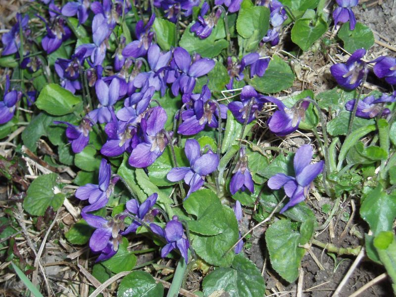 Image of Viola odorata specimen.