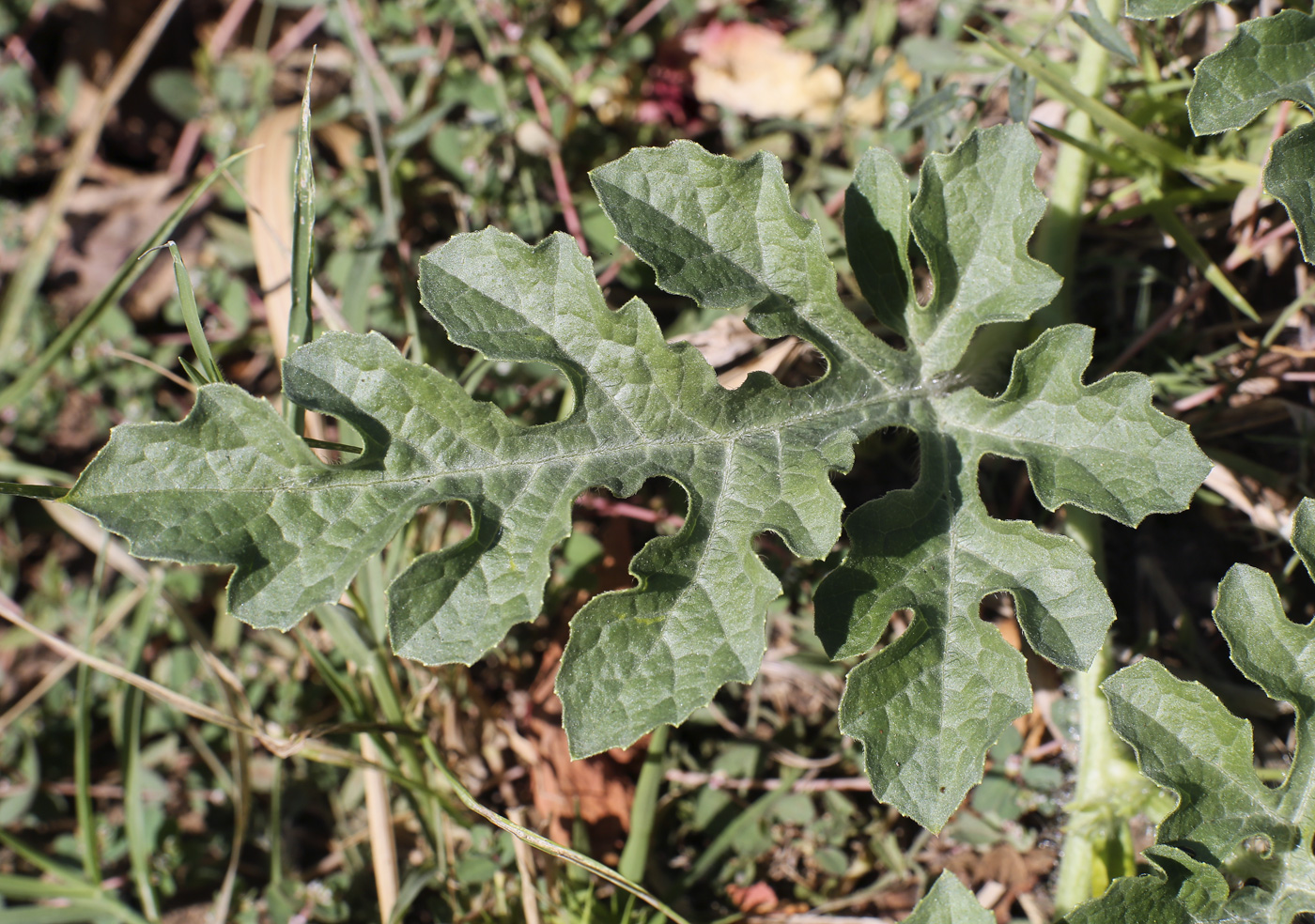 Image of Citrullus lanatus specimen.