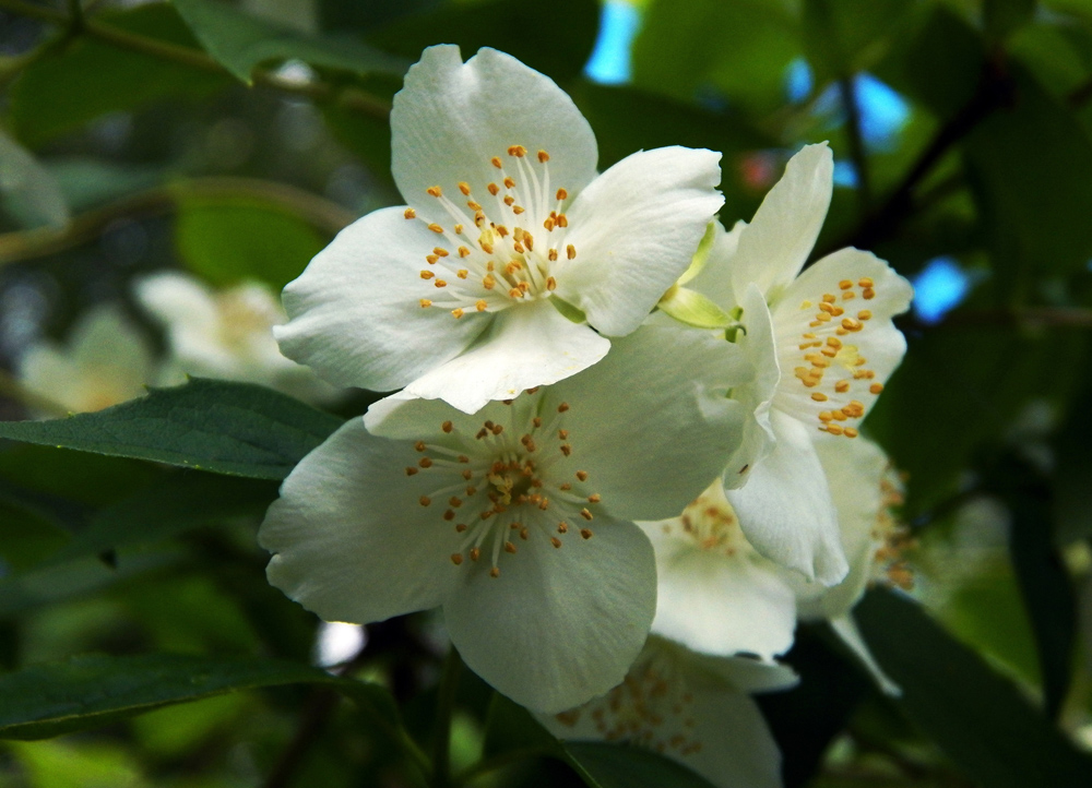 Image of Philadelphus coronarius specimen.