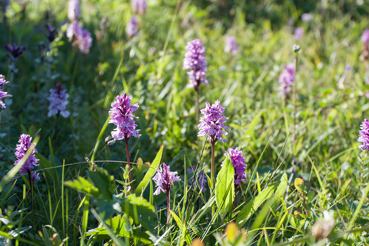 Image of Dactylorhiza psychrophila specimen.