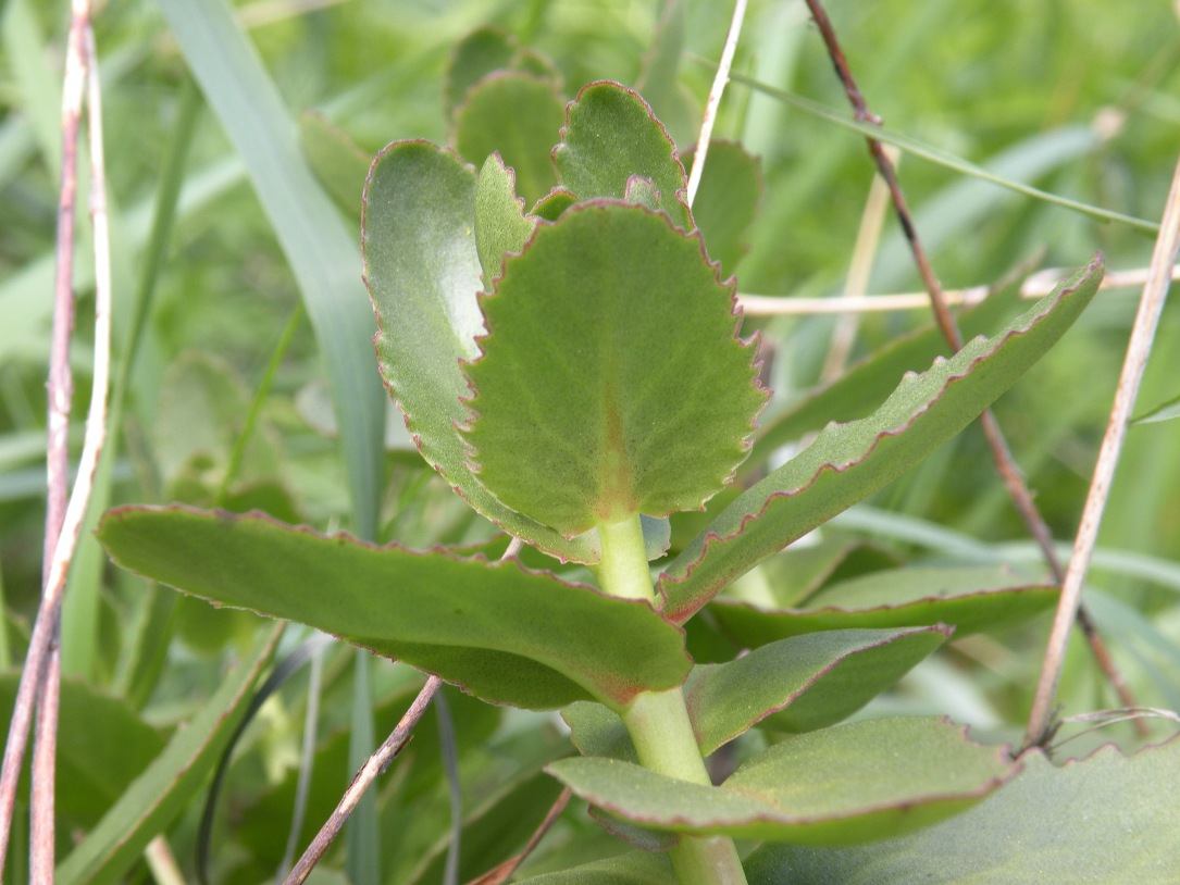 Image of Hylotelephium stepposum specimen.