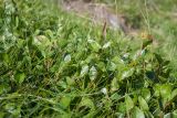 Salix herbacea