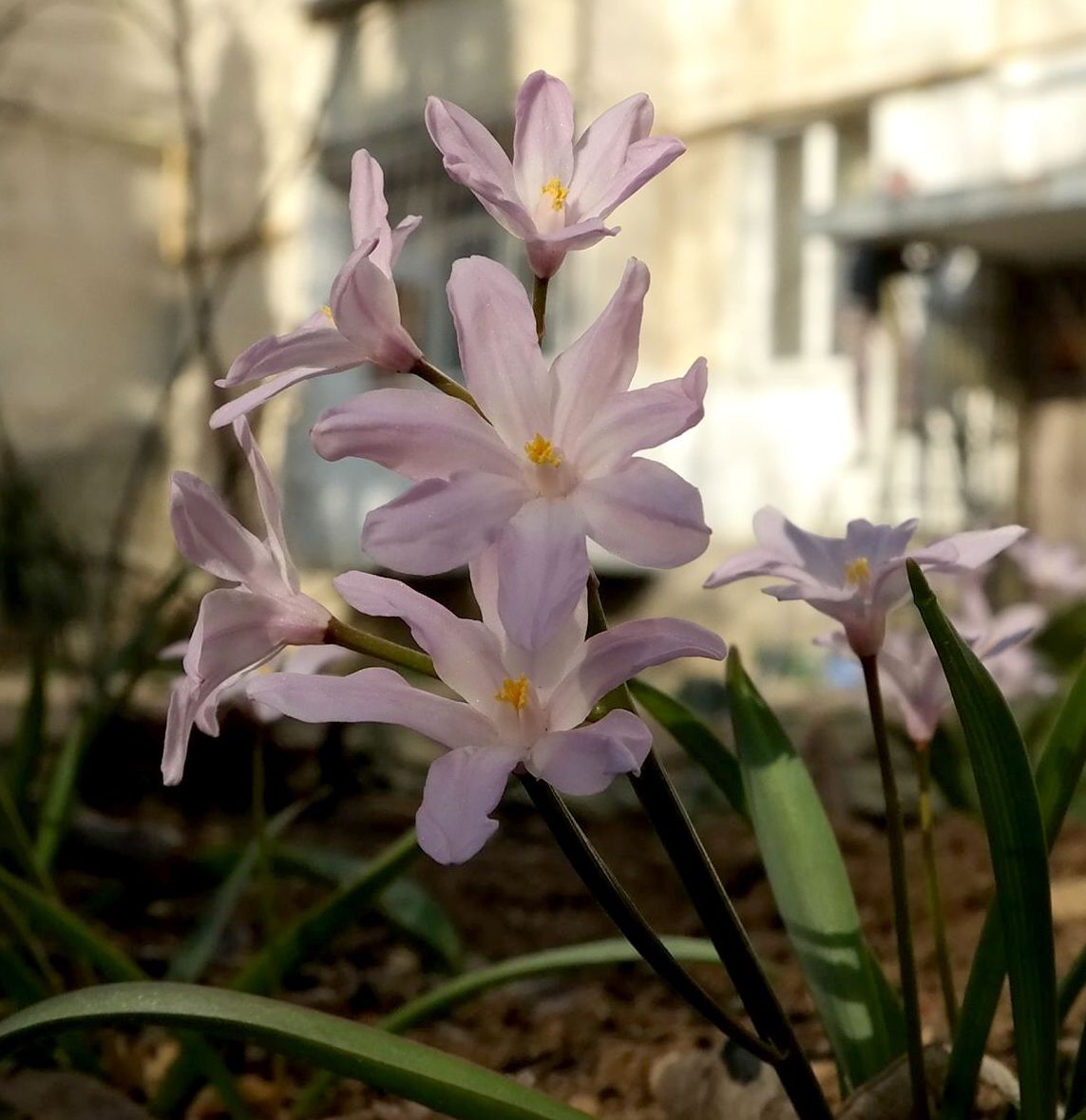 Image of Chionodoxa luciliae var. rosea specimen.