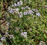 Ziziphora clinopodioides. Верхушки побегов с раскрывшимися и нераскрывшимися соцветиями. Восточный Казахстан, г. Усть-Каменогорск, восточные окр., Лесхоз, склон сопки. 04.08.2017.