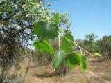 Populus diversifolia. Молодой побег. Казахстан, Южное Прибалхашье, дельта р. Или в окр. с. Жельторангы, на заднем плане вегетирующие Haloxylon aphyllum. 25 мая 2017 г.