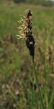 Carex disticha. Соцветие. Нидерланды, провинция Drenthe, Langelo, заказник Broekland, заболоченный луг на выходах грунтовых вод. 5 мая 2010 г.