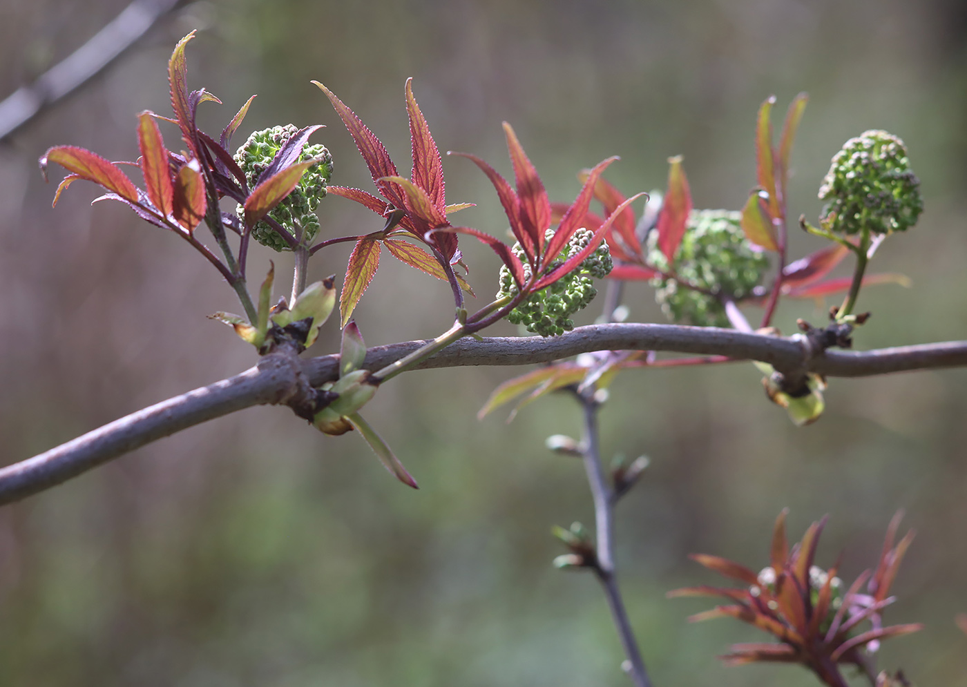 Image of Sambucus racemosa specimen.