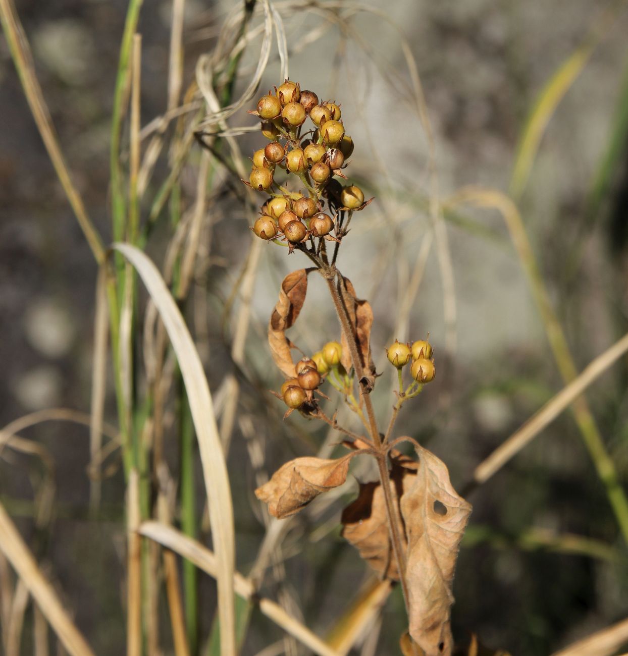 Image of Lysimachia vulgaris specimen.