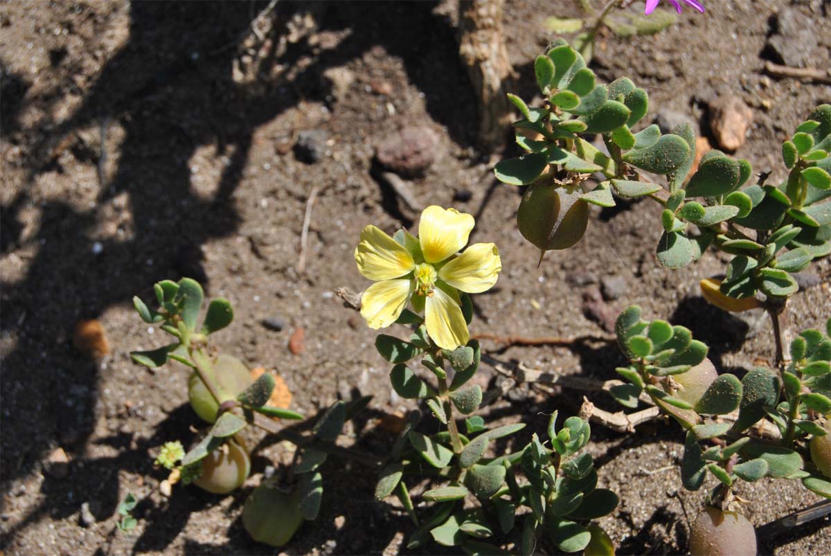 Image of Roepera maritima specimen.