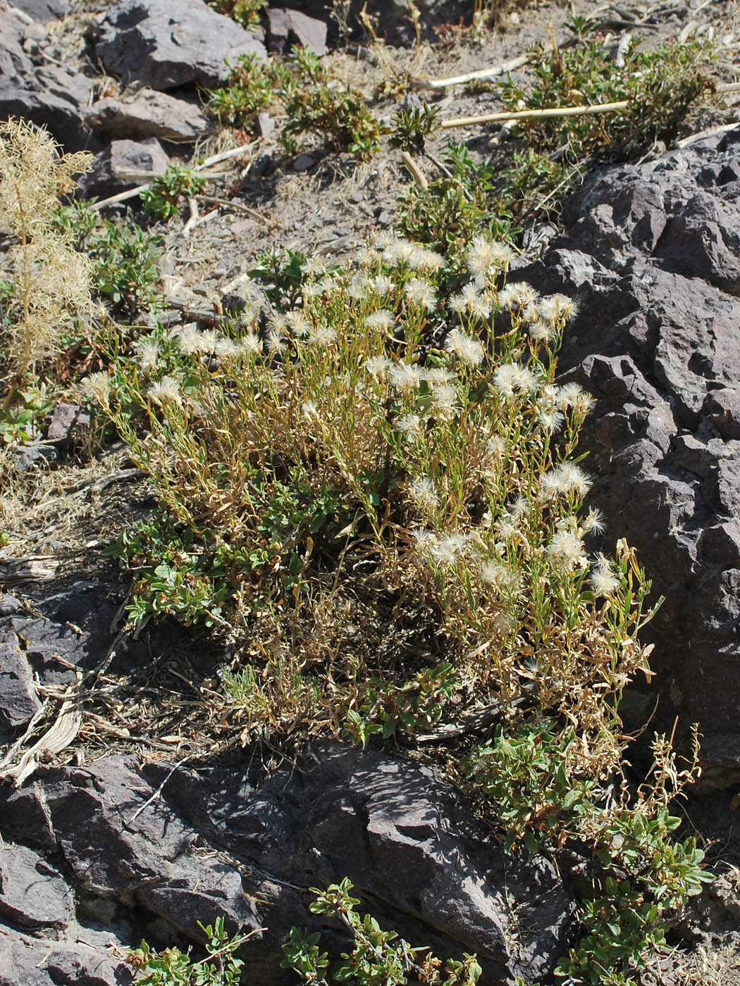 Изображение особи Pseudolinosyris grimmii.