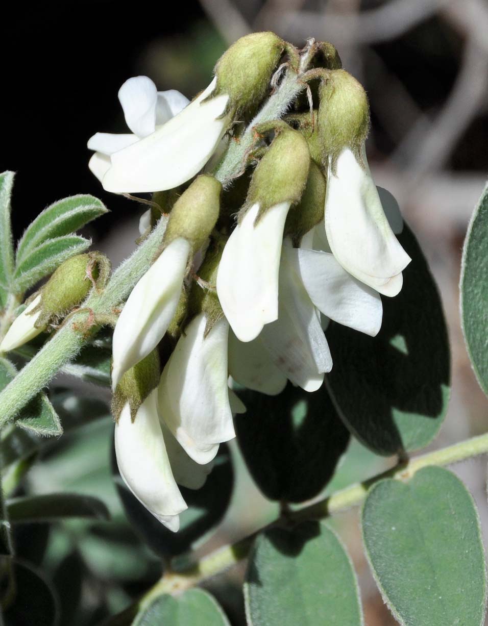 Image of Erophaca baetica ssp. orientalis specimen.