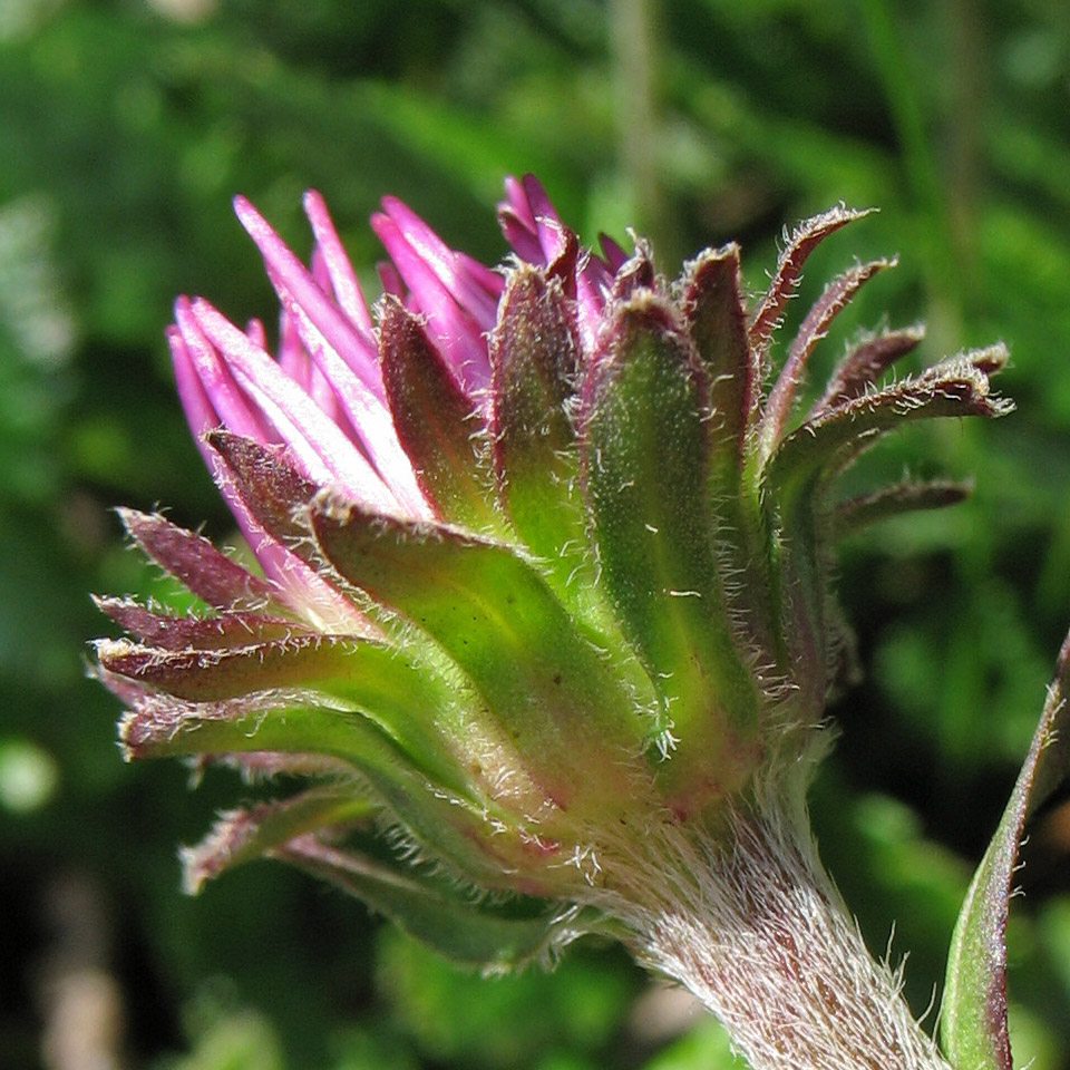 Image of Erigeron alpinus specimen.