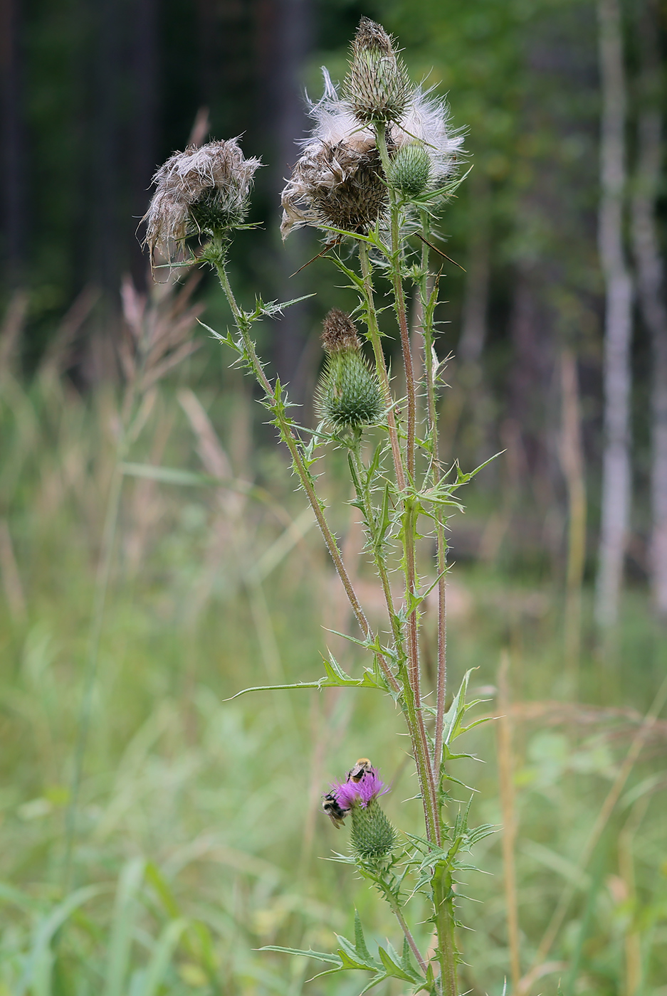 Изображение особи Cirsium vulgare.