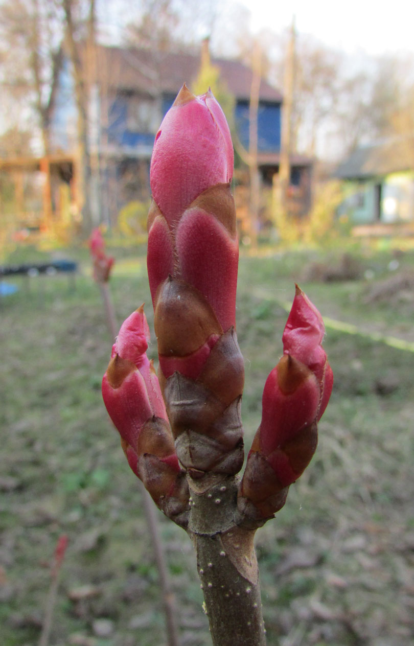 Изображение особи Aesculus pavia.